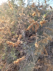 Atriplex canescens