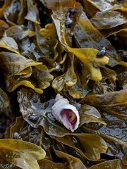 Nucella canaliculata