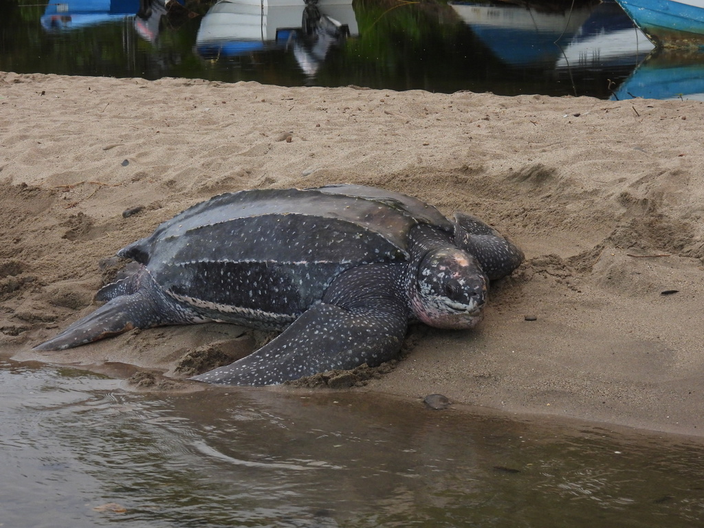 Leatherback turtle crawling back to the sea after nesting