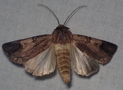 Dichagyris grotei