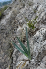 Hemiphylacus hintoniorum