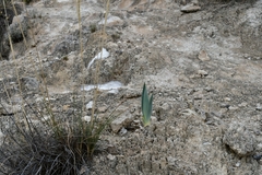 Hemiphylacus hintoniorum