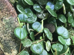 Peperomia serpens