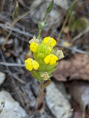 Castilleja lacera