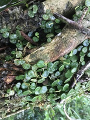 Peperomia serpens