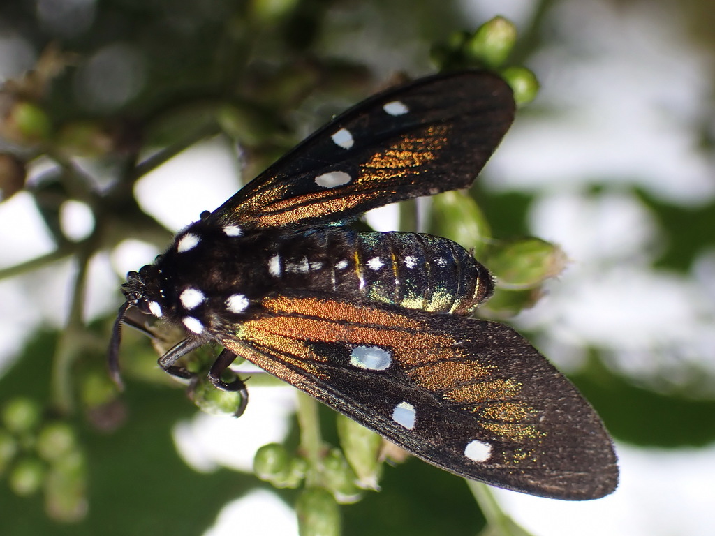 Eupyra sages