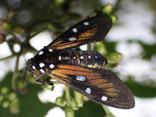 Eupyra sages