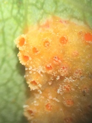 Gymnotelium blasdaleanum