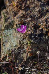 Clarkia gracilis tracyi