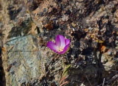 Clarkia gracilis tracyi