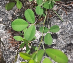 Lespedeza texana