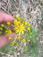 Packera millefolium