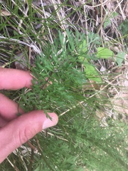 Packera millefolium