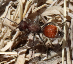 Dasymutilla texanella