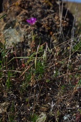 Clarkia gracilis tracyi