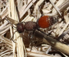 Dasymutilla texanella