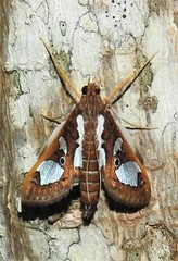 Glyphodes bivitralis