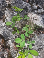 Lespedeza texana