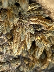 Selaginella leucobryoides