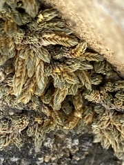 Selaginella leucobryoides