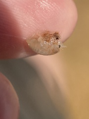 Haustoriidira