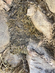 Selaginella leucobryoides