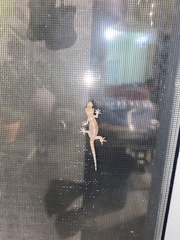 Hemidactylus turcicus