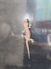 Hemidactylus turcicus