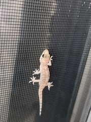 Hemidactylus turcicus