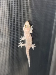 Hemidactylus turcicus