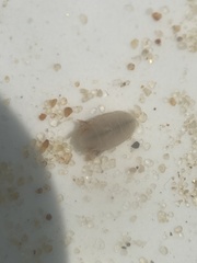 Haustoriidira