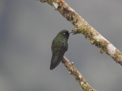 Boissonneaua flavescens