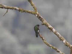 Boissonneaua flavescens