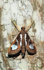 Glyphodes bivitralis