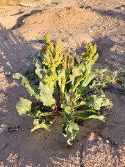 Rumex hymenosepalus