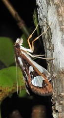 Glyphodes bivitralis