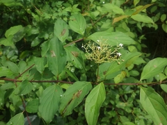 Cornus foemina