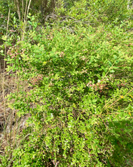 Vaccinium darrowii