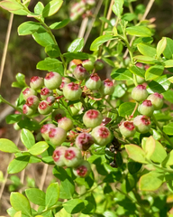 Vaccinium darrowii