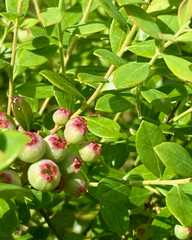 Vaccinium darrowii
