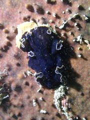 Pseudobiceros hancockanus