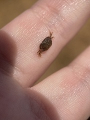 Hemigrapsus sanguineus