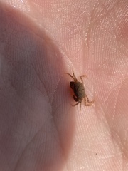Hemigrapsus sanguineus