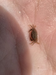 Hemigrapsus sanguineus
