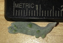 Rhopalomyia brevibulla