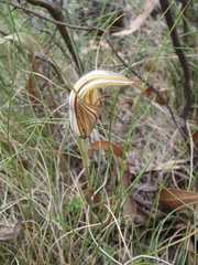 Pterostylis coccina