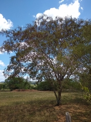 Anadenanthera colubrina