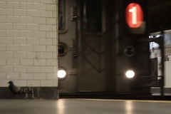 Columba livia domestica