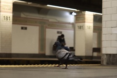 Columba livia domestica