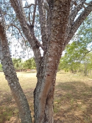 Anadenanthera colubrina